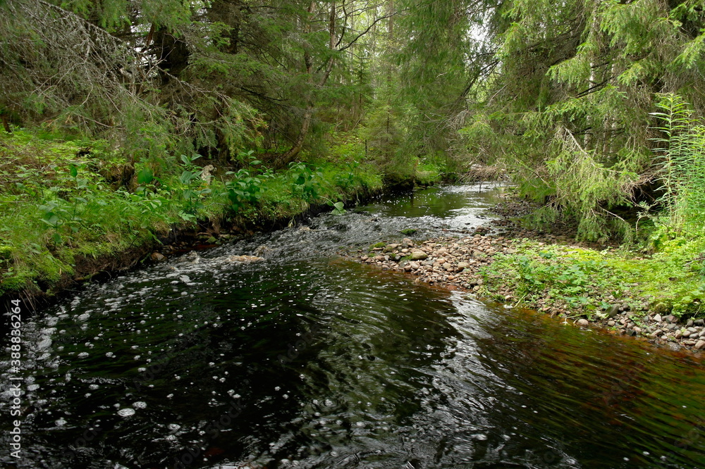 taiga river in the Primorsky territory of Russia taiga river in the Primorsky territory of Russia