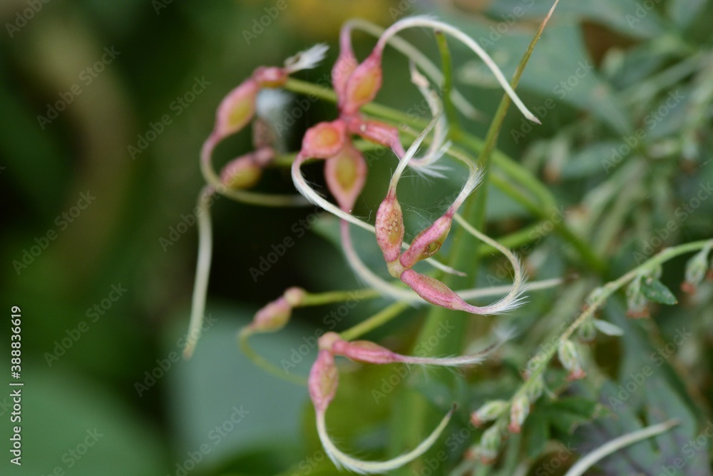 Obraz premium Sweet autumn clematis after flowering / Ranunculaceae perennial vine grass.
