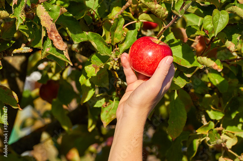 Frau pflückt Äpfel vom Baum