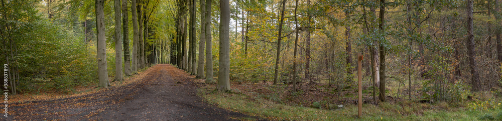 Fall.. Autums. Fall colors. Forest Echten Drenthe Netherlands. Beech lane. Panorama.