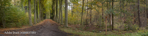 Fall.. Autums. Fall colors. Forest Echten Drenthe Netherlands. Beech lane. Panorama. © A