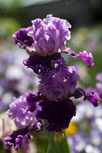 beautiful purple iris flower growing in the garden