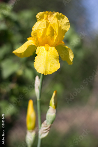 beautiful yellow iris flower growing in the garden