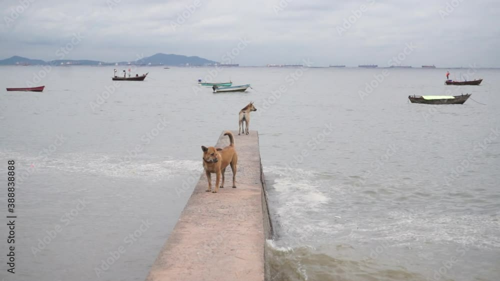 Dog stand on concrete wall and looking out at sea, Handheld shot Dog stand on concrete wall and looking out at sea, Handheld shot