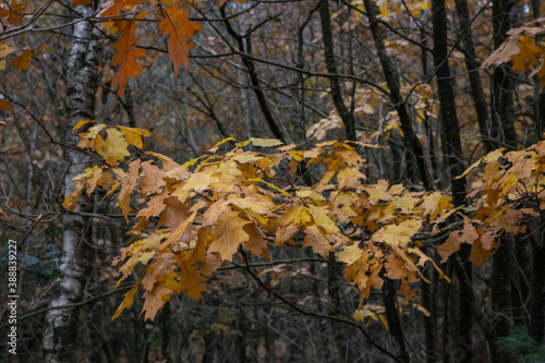 Fall.. Autums. Fall colors. Forest Echten Drenthe Netherlands. Colored leaves.