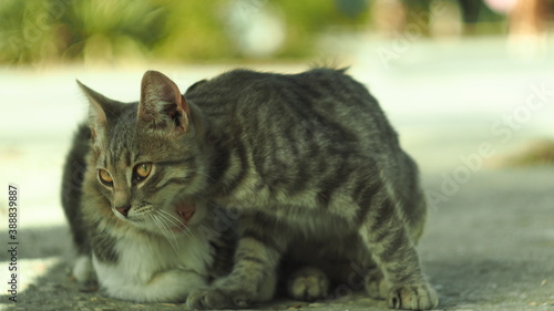 cat in the garden