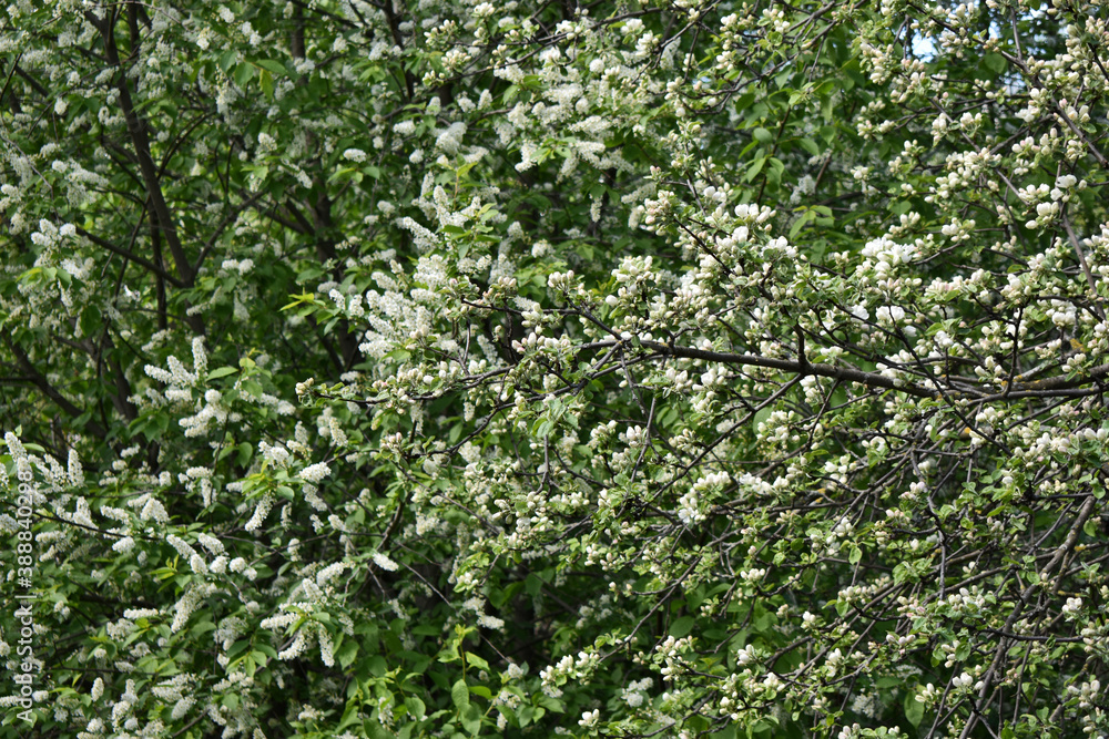 apple trees bloom in the garden in spring apple trees bloom in the garden in spring