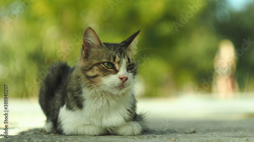 cat on the grass