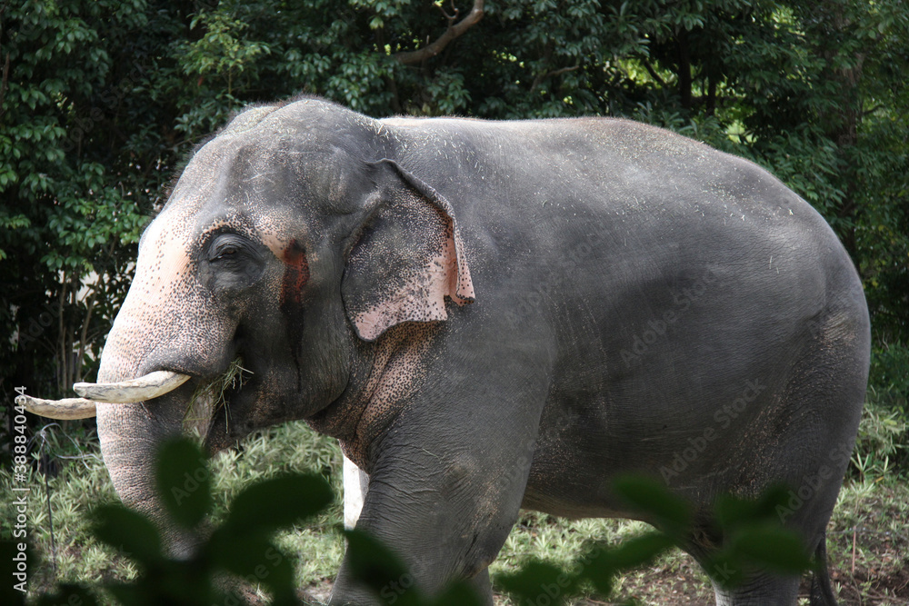 Fototapeta premium インド象