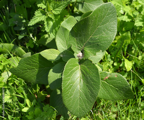 Kalina pride (Viburnum lantana L.). Young plant with buds