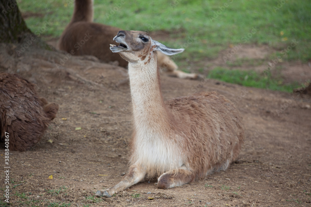 Lama outdoors Lama outdoors