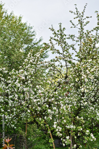 apple trees bloom in the garden in spring