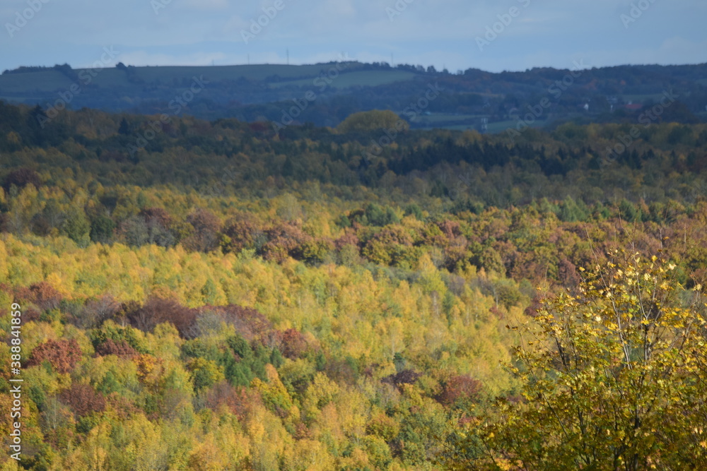 Obraz premium autumn forest