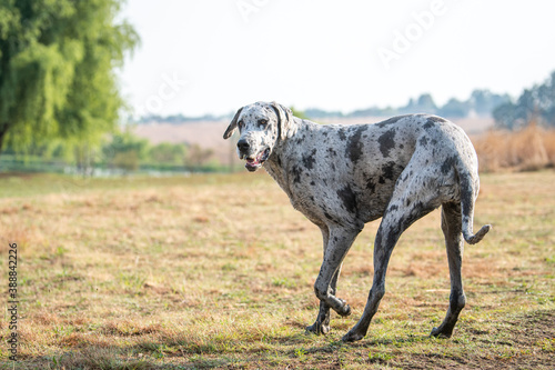 A white spotted Great Dane playing in the park