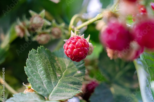 Closeup of ripe raspberries on branch in the fruit garden