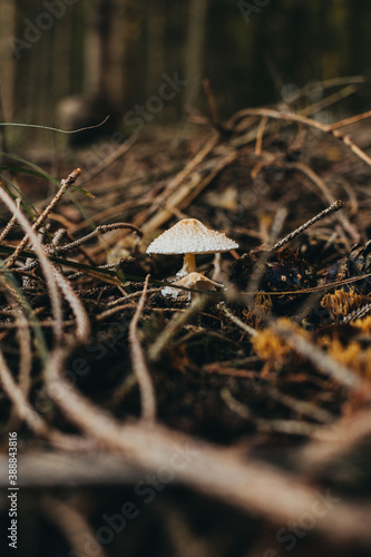 Mushroom during autumn in the forest ready to harvest