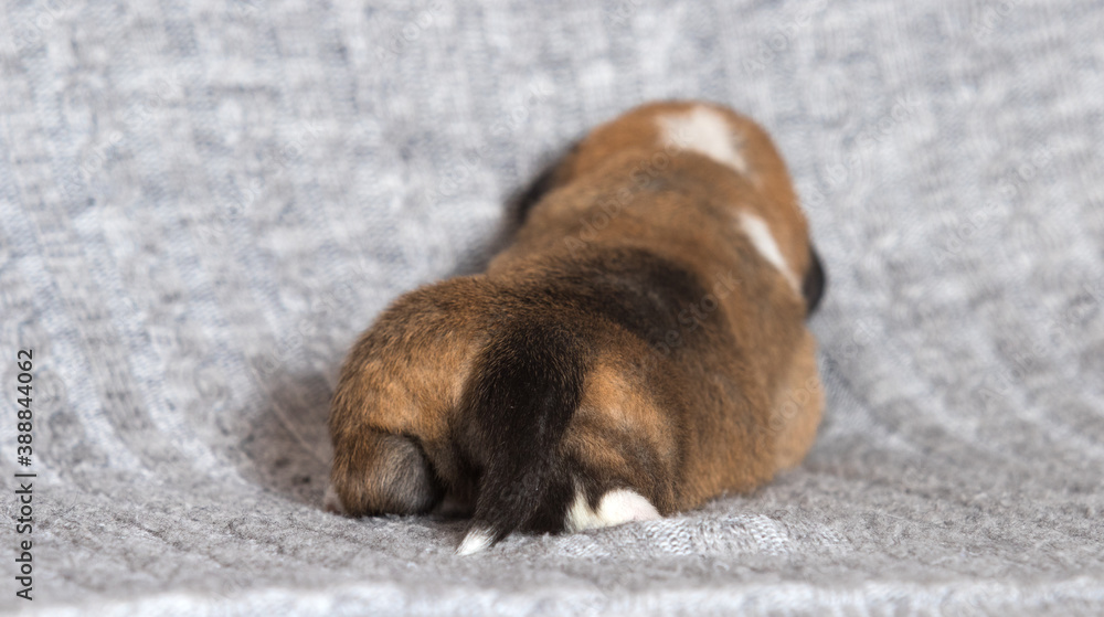 cute newborn puppy, welsh corgi pembroke breed cute newborn puppy, welsh corgi pembroke breed