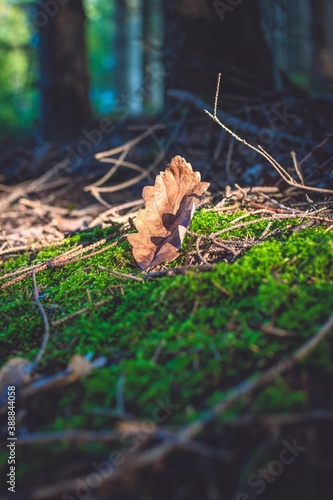 Brown leaf during autumn in the forest lying on green moss © Petr