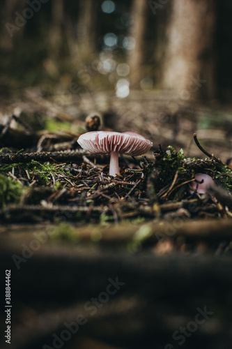 Mushroom during autumn in the forest ready to harvest