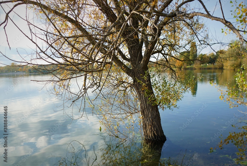 Tree by the ;lake with clouds reflection