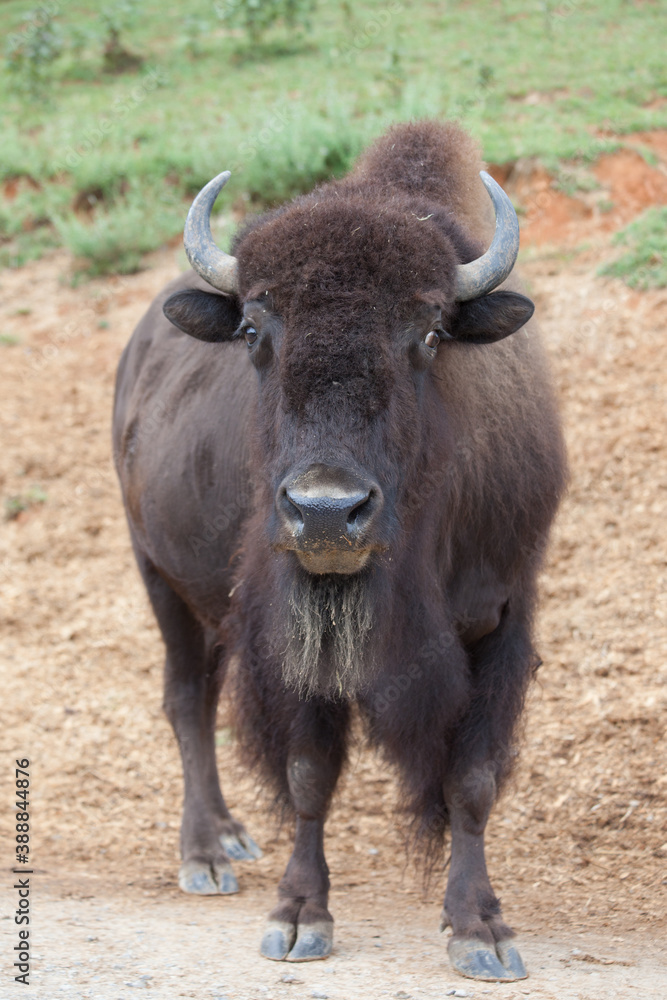 American Bison outdoors in nature