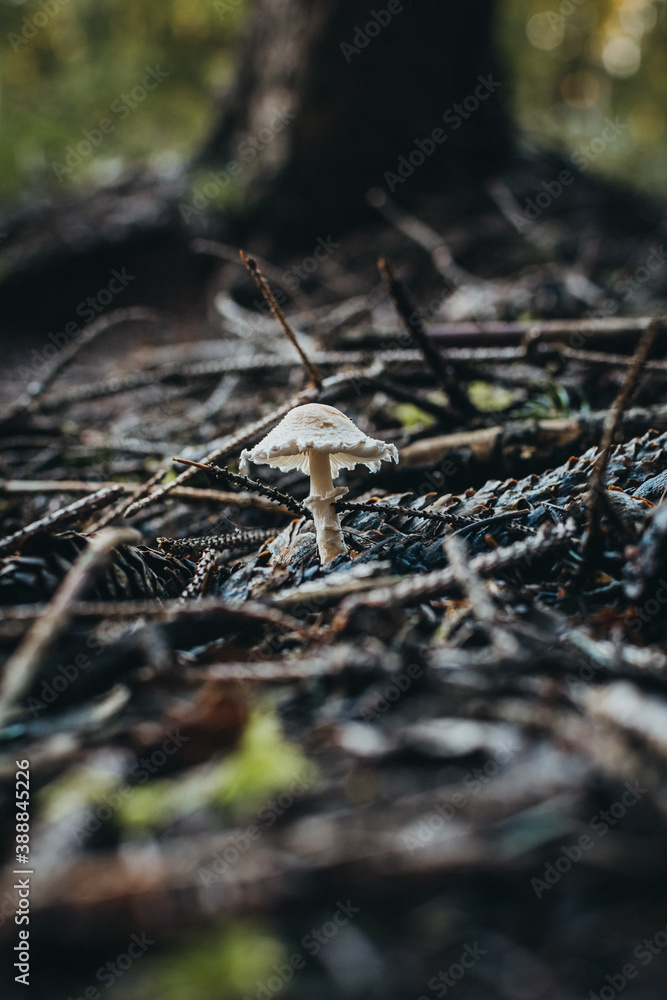 Mushroom during autumn in the forest ready to harvest Mushroom during autumn in the forest ready to harvest