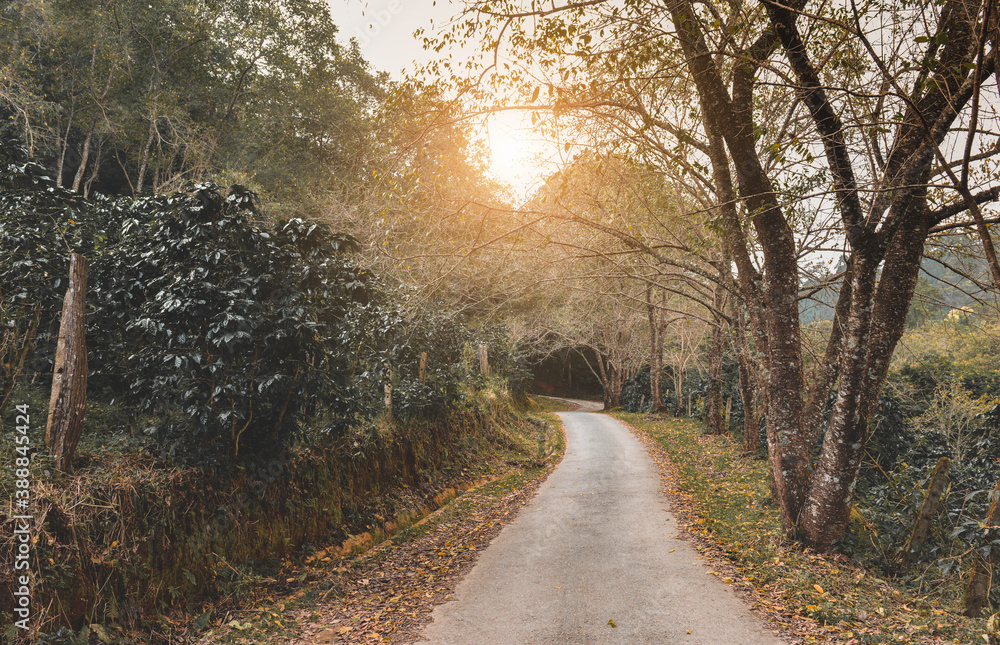 Fototapeta premium Small road in the forest.