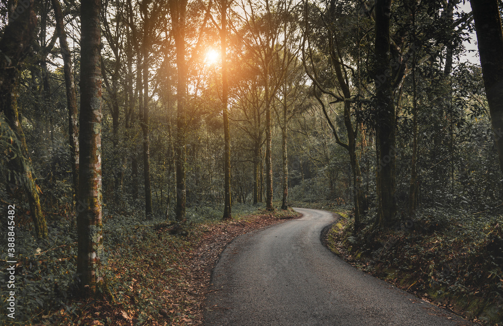 Naklejka premium Small road in the forest.