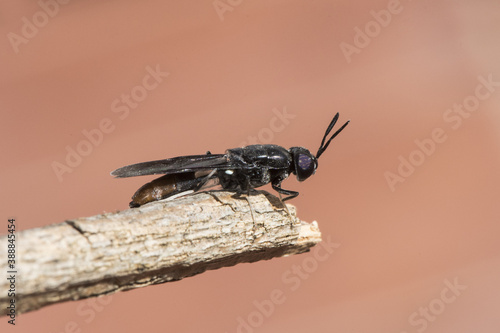 Hermetia illucens black soldier fly insect about 2 cm long black with bluish flashes and part of abdomen and white legs perched on a twig