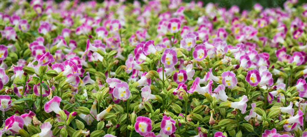 A beautiful flower with a name, Wishbone flower, Bluewings, Torenia	