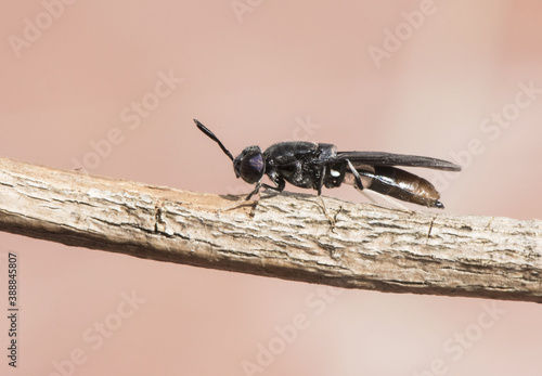 Hermetia illucens black soldier fly insect about 2 cm long black with bluish flashes and part of abdomen and white legs perched on a twig