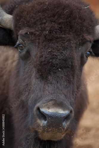 American Bison outdoors in nature