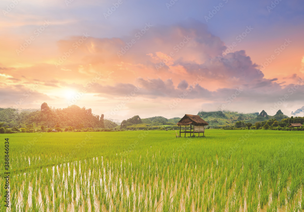 Rice paddy field lanscape with warm sky color. Rice paddy field lanscape with warm sky color.