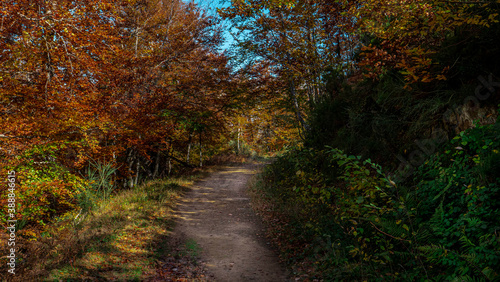 Camino de ruta por un bosque de montaña lleno de hayas multicolores en otoño  © JuanCarlos