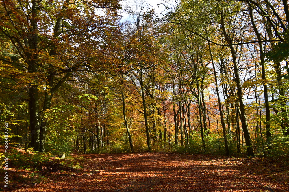 autumn in the forest