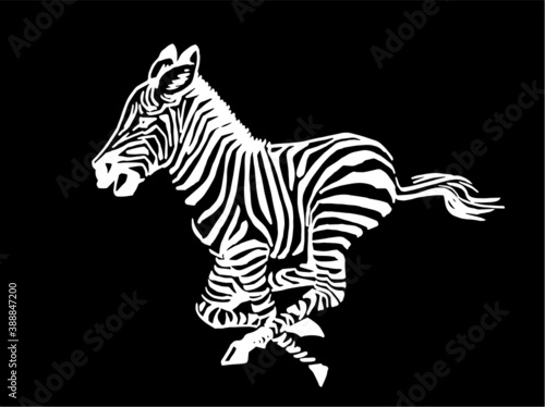 Vector zebra running isolated on black background  illustration for logo and design
