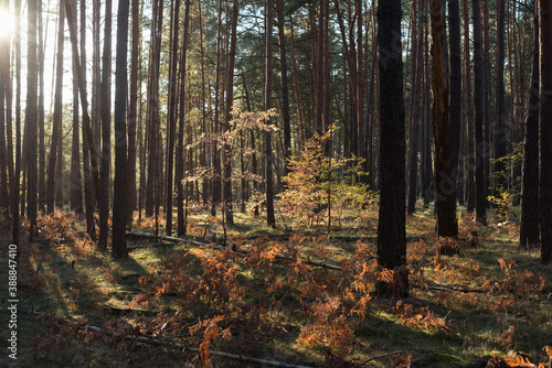 Small trees in the coniferous forest in autumn