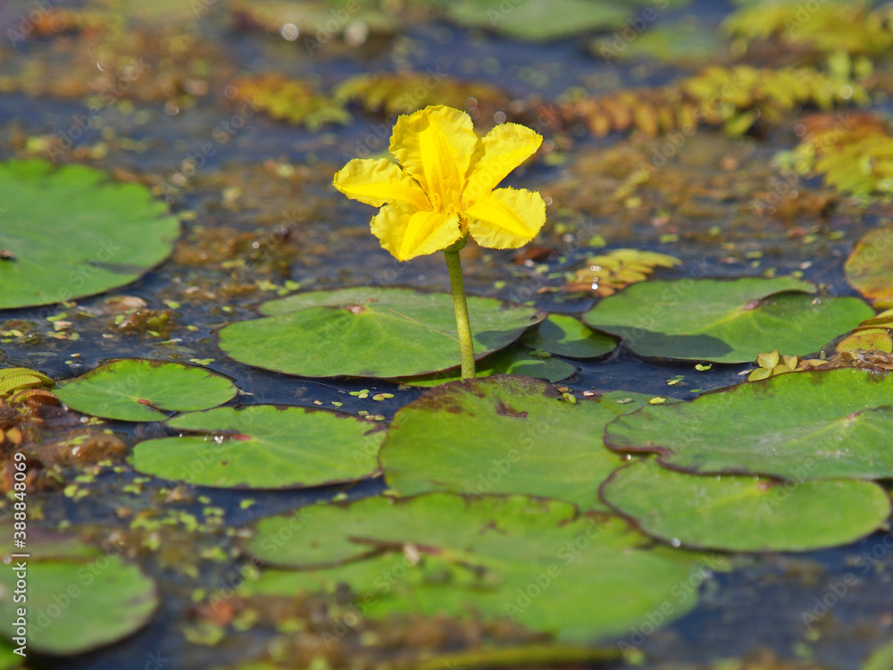 Flower of yellow floating heart, aquatic plant, Nymphoides peltata Flower of yellow floating heart, aquatic plant, Nymphoides peltata