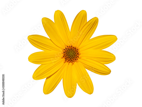 Single yellow flower of Jerusalem artichoke isolated on white, Helianthus tuberosus