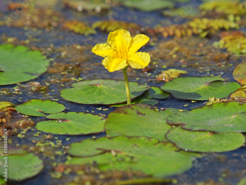 Flower of yellow floating heart, aquatic plant, Nymphoides peltata