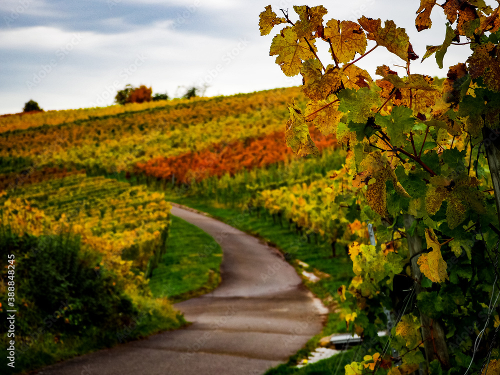 Naklejka premium OLYMPUS DIGITAL CAMERA