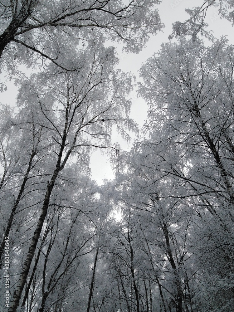 winter forest winter forest