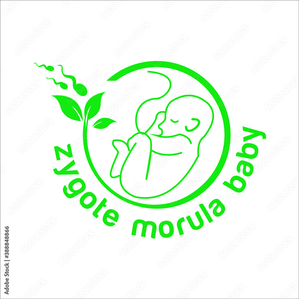 Zygote Morula Baby logo exclusive design inspiration Zygote Morula Baby logo exclusive design inspiration