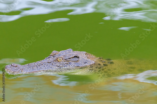 A large wild saltwater crocodile swimming in the Northern Territory   Australia.
