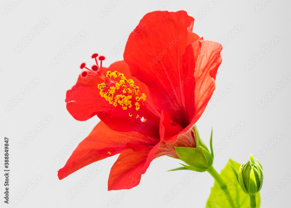 Hibiscus rosa-sinensis Hibiscus rosa-sinensis