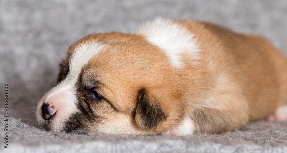 cute puppy lies, welsh corgi breed cute puppy lies, welsh corgi breed
