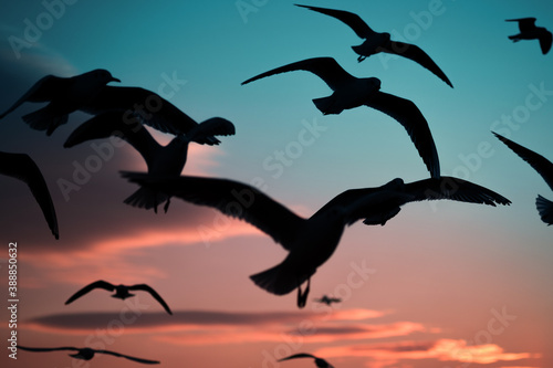 Silhouette of seagulls on a blue sky on sunset.