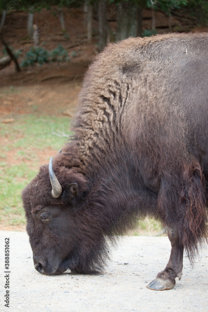 American Bison outdoors in nature American Bison outdoors in nature