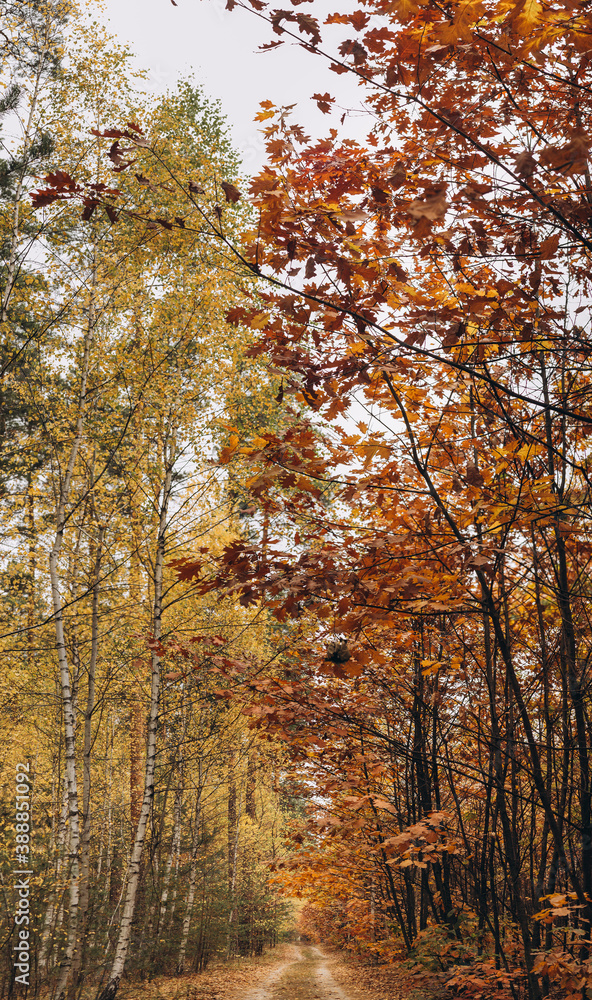 forest dirt road going through trees with yellow and red leaves. beautiful forest screensaver for your phone. background for printing. forest dirt road going through trees with yellow and red leaves. beautiful forest screensaver for your phone. background for printing.