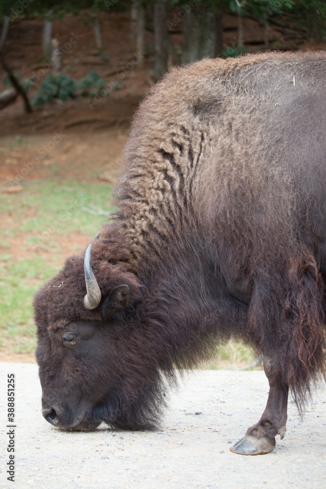American Bison outdoors in nature American Bison outdoors in nature